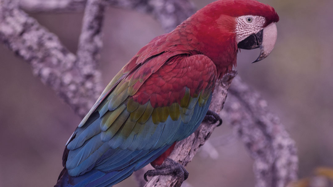 WWF Brasil lança “Guia de Aves da Amazônia Mato-Grossense”