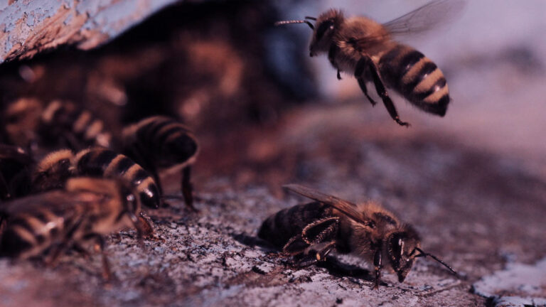 ODS nº13: As mudanças climáticas e o impacto na vida das abelhas