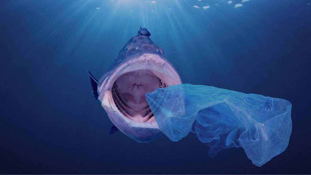 Lixo nos mares: Ministério do Meio Ambiente lança consulta pública