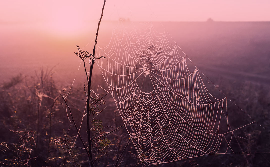 Conheça o bioplástico inspirado na seda das aranhas