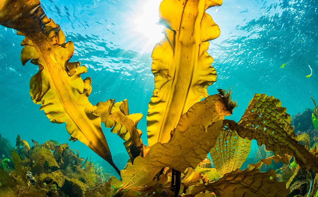 Algas marinhas podem nos ajudar no combate às mudanças climáticas