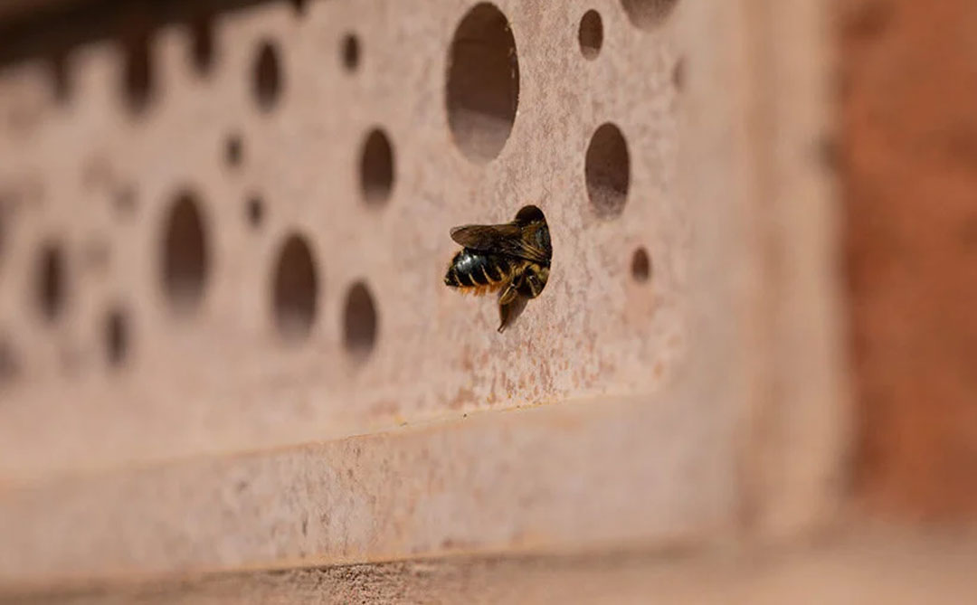 Bee Brick: tijolo de concreto reciclado cria um local seguro para abelhas solitárias