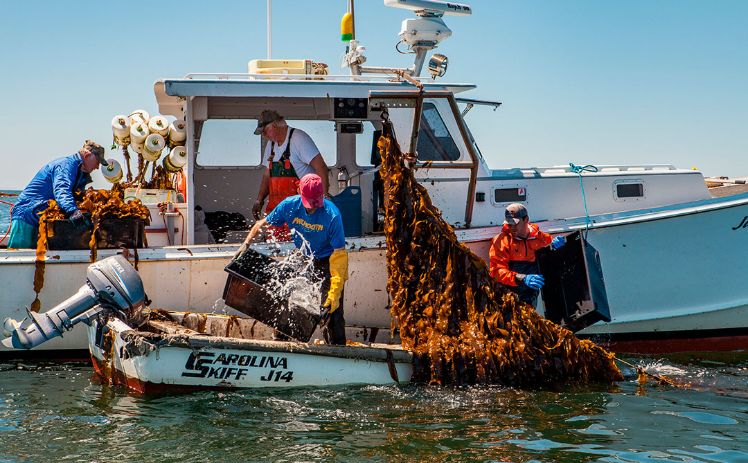 Pescadores cultivam algas como adaptação às mudanças climáticas