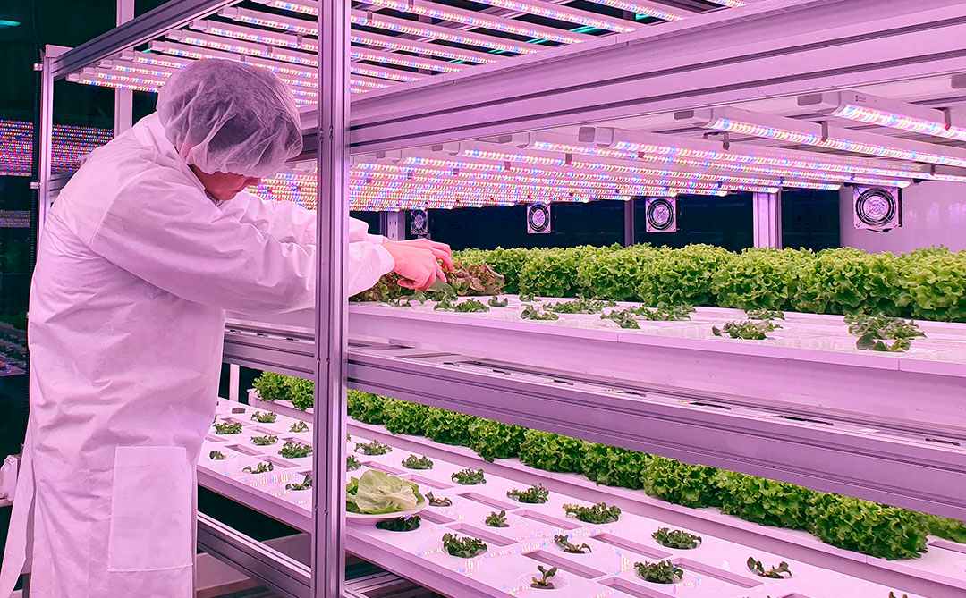 Agricultura vertical: O futuro da produção de alimentos?