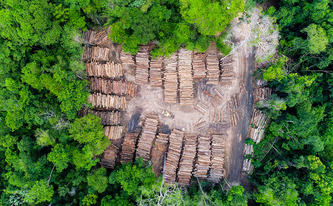 Estudo revela que empresas aproveitam cerca de 35% da madeira explorada na Amazônia