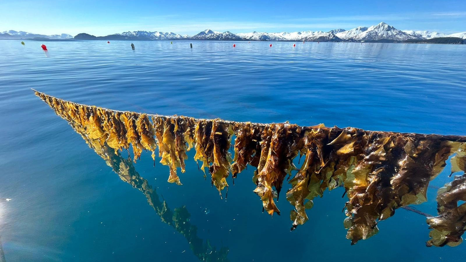 Como fazendas de algas marinhas podem dar uma nova vida ao plástico biodegradável