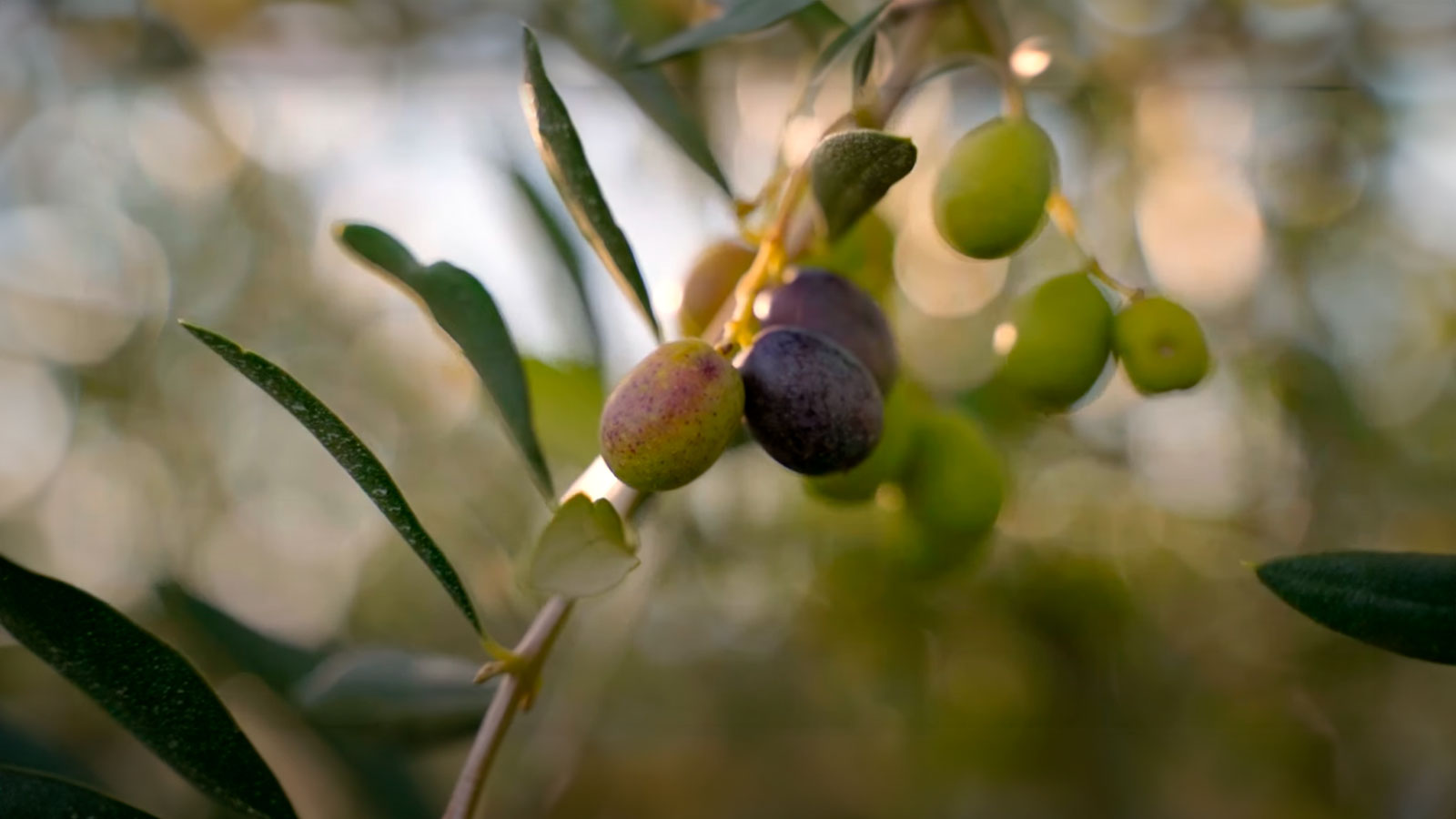 Ford produz peças com resíduos de oliveira e biocompostos