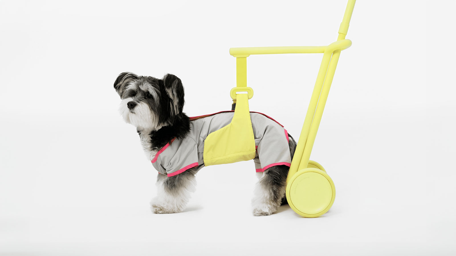 Steady: Um auxílio para caminhadas confortáveis com cães idosos