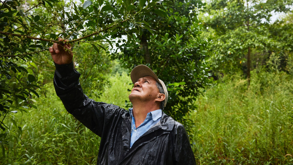 Restore Fund da Apple atua na Mata Atlântica • InovaSocial