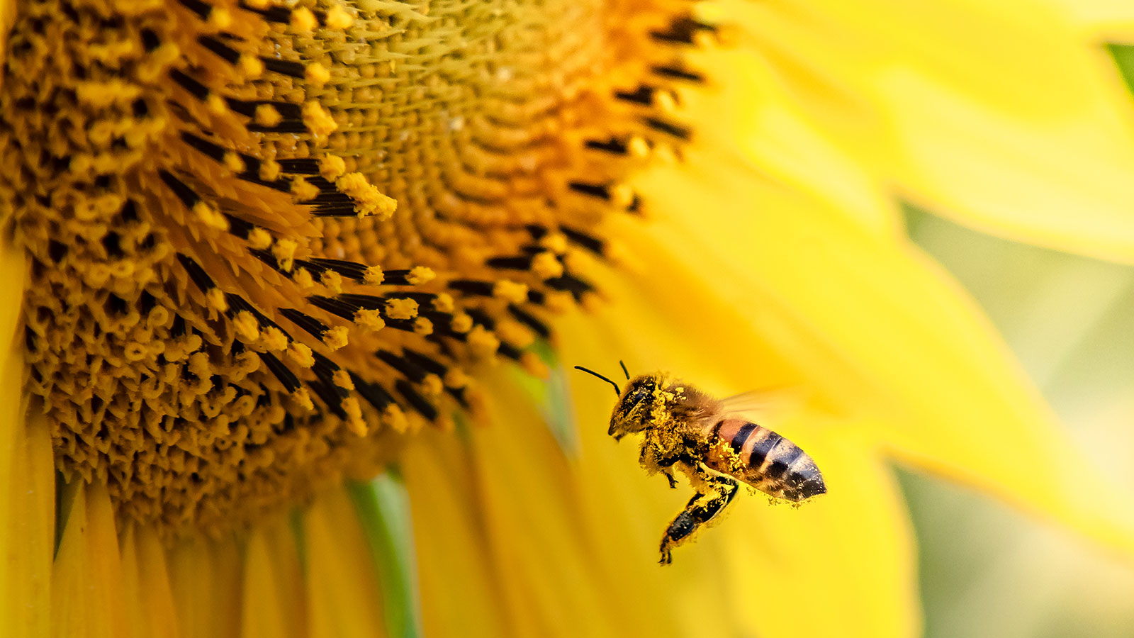 5 fatos surpreendentes as abelhas (e sua importância para o planeta)