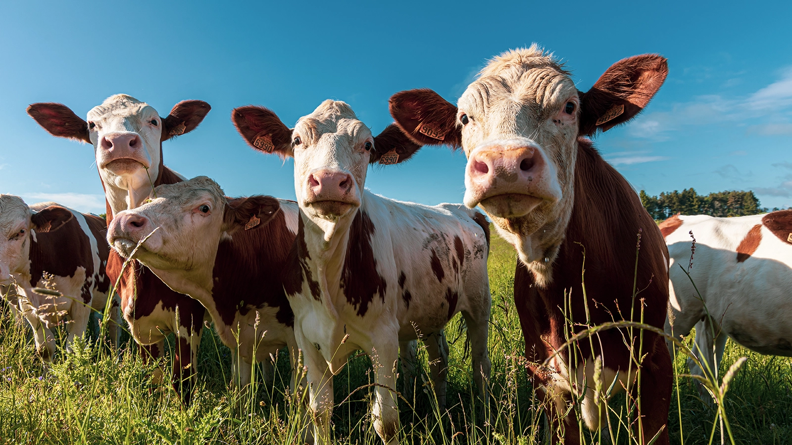 Como as algas podem reduzir emissão de metano por vacas