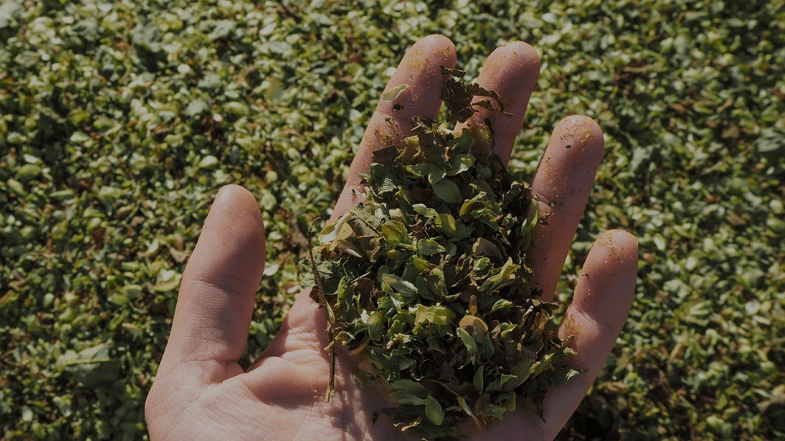 Startup alemã transforma lúpulo em materiais sustentáveis