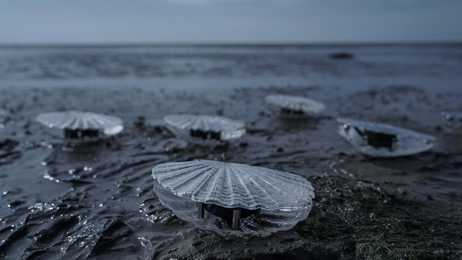 Clams: Quando dados ambientais se tornam arte