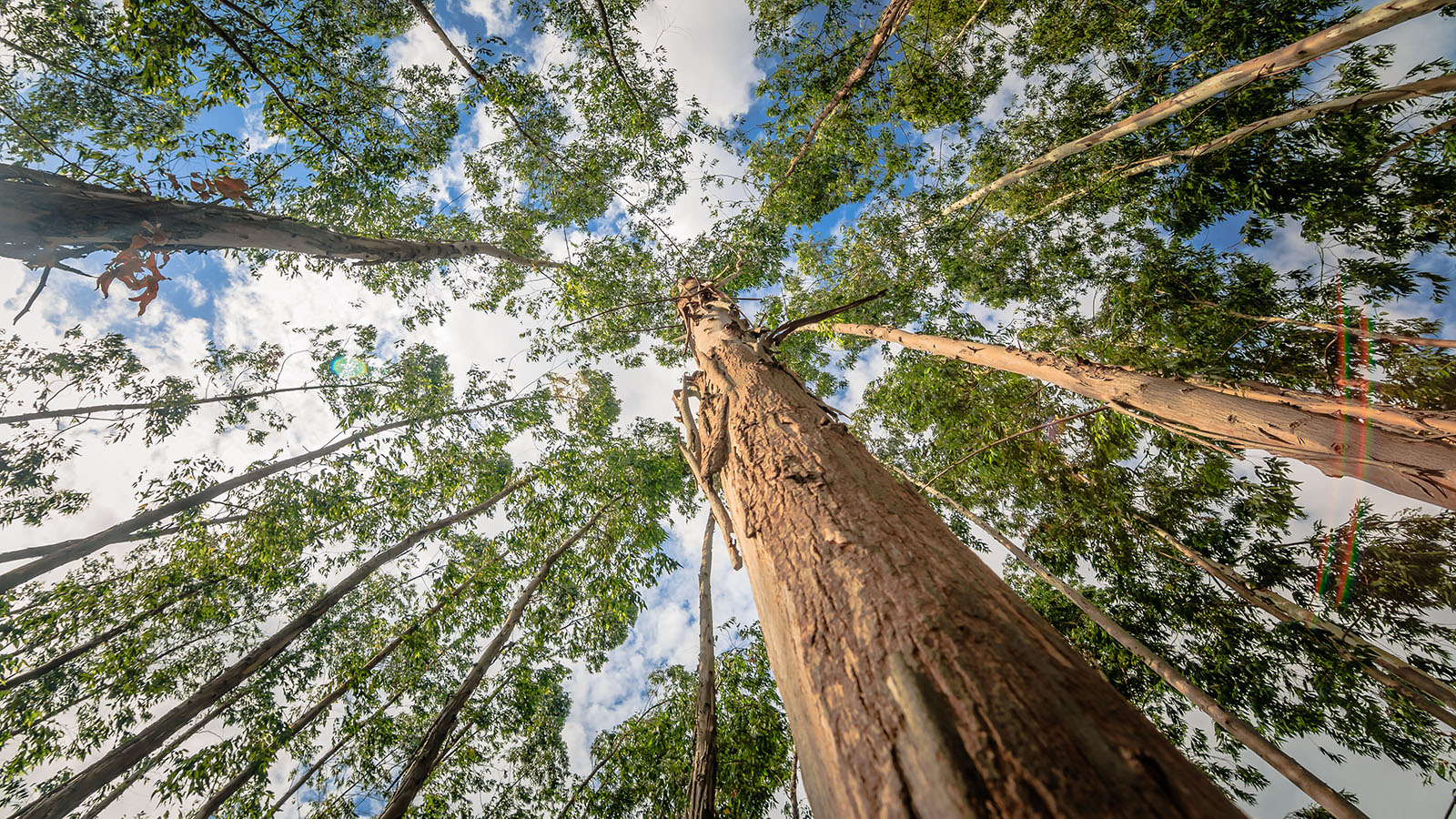 Por que a Dinamarca está transformando 10% de suas terras agrícolas em natureza?