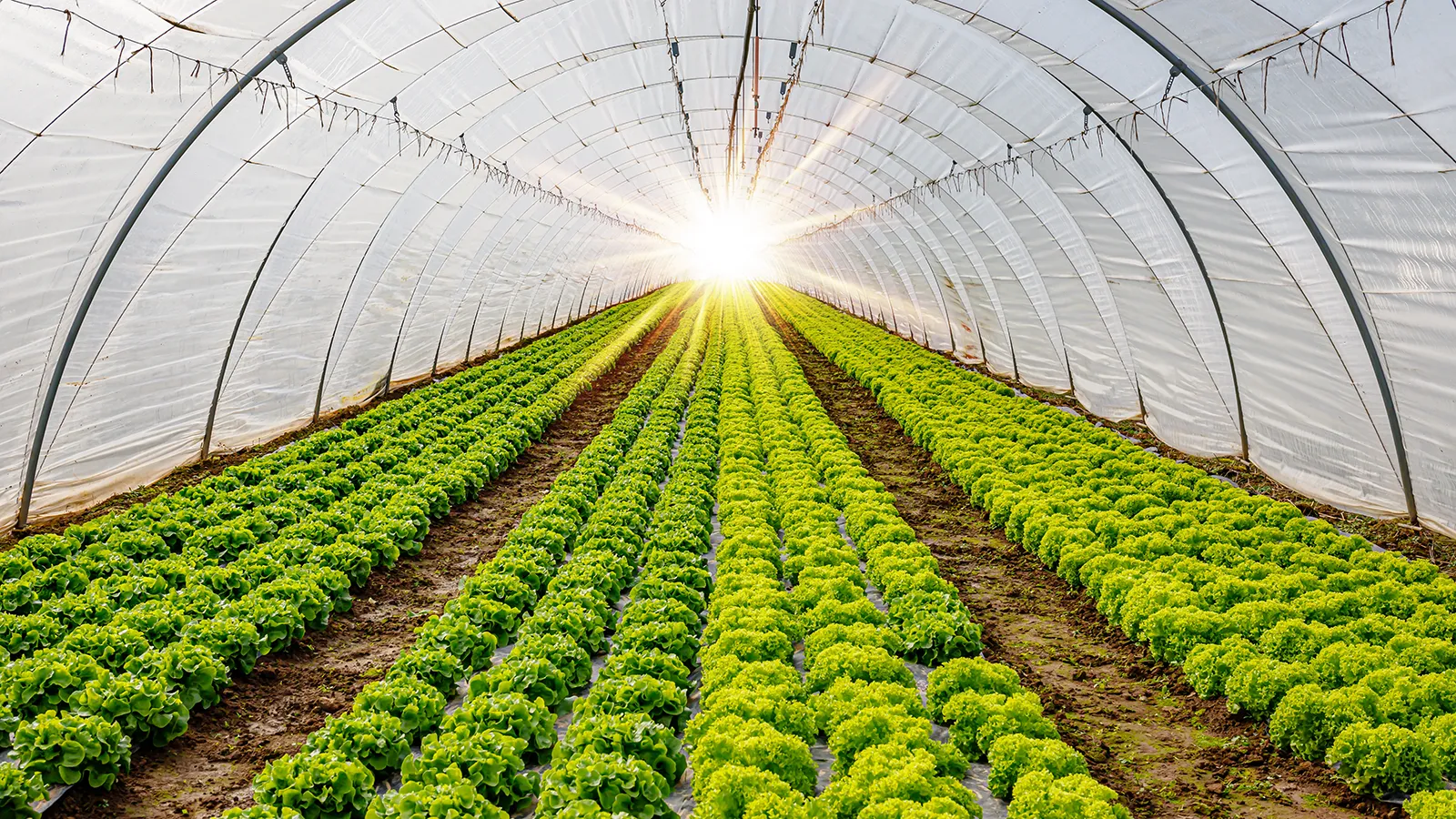 Nova tecnologia transforma luz UV em aliada do crescimento de plantas