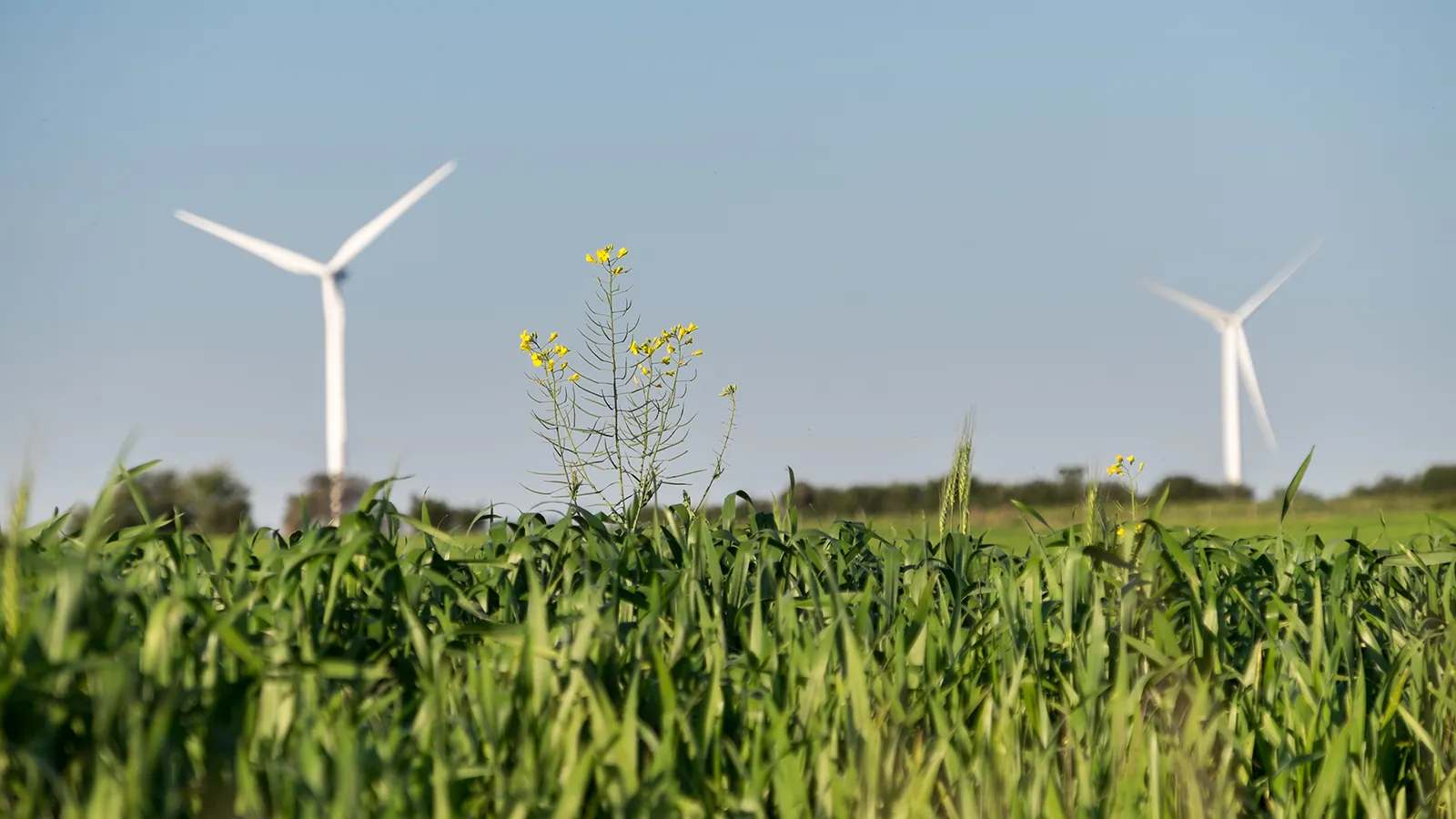 O que o mundo pode aprender com o Uruguai e sua revolução energética