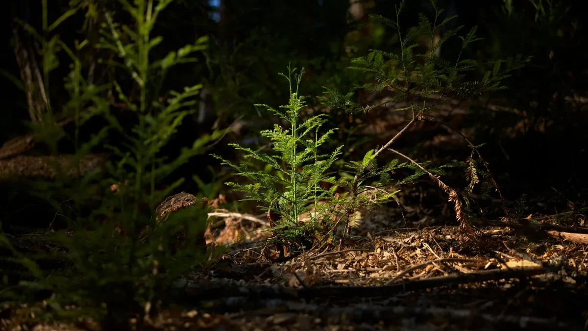 Apple aposta na restauração das florestas de sequoias na Califórnia