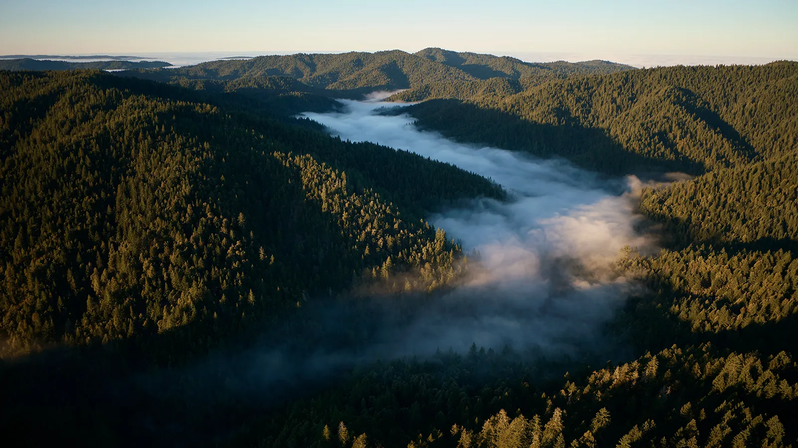 Apple investe na proteção das sequoias e fortalece sua meta climática