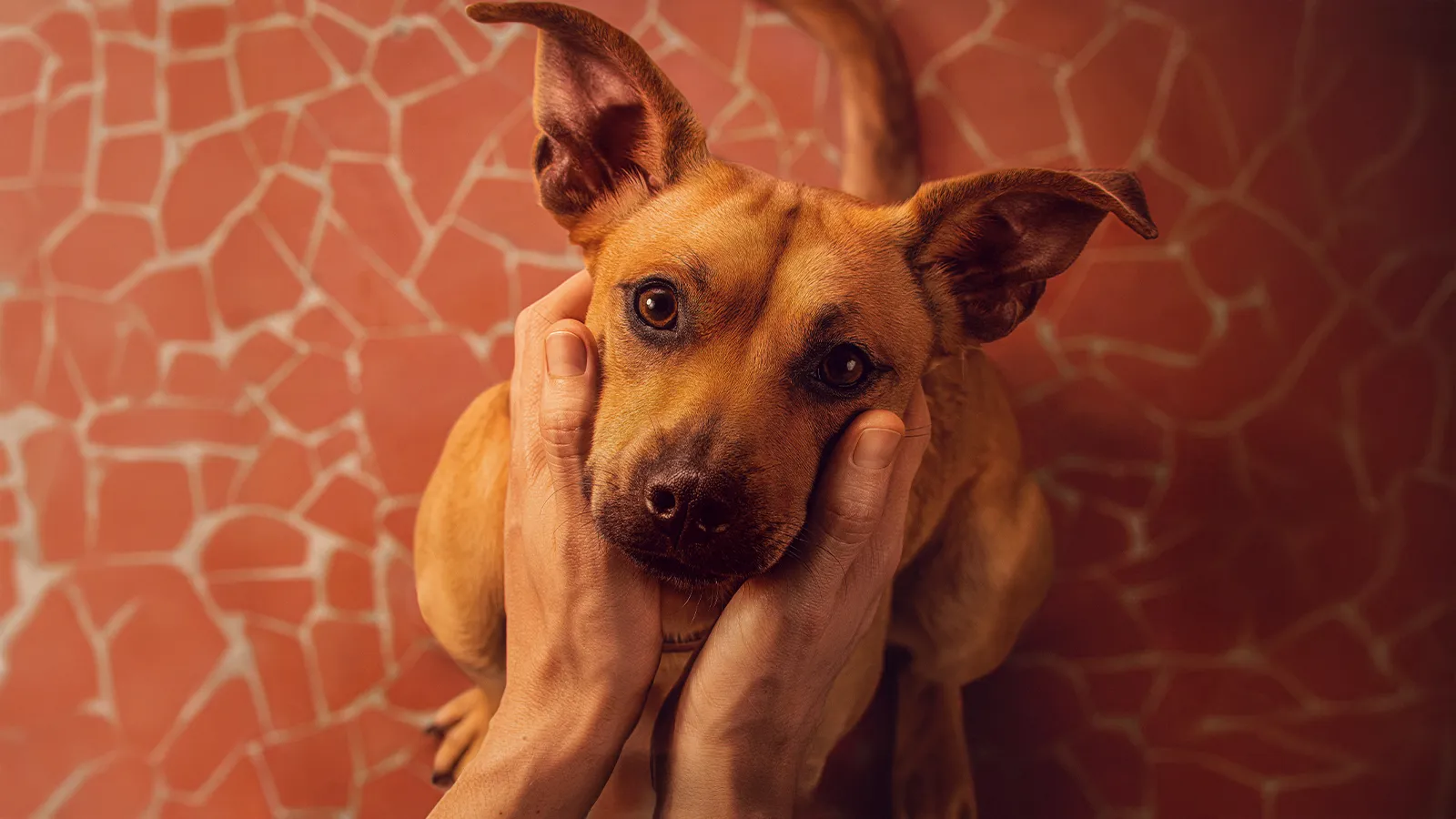 Netflix lança campanha de adoção de cães inspirada no filme “Caramelo”