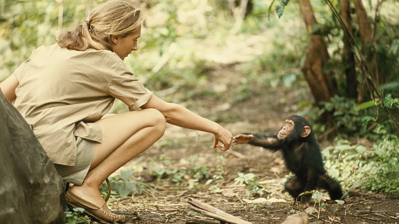 O legado de Jane Goodall: a mulher que ensinou o mundo a ouvir os chimpanzés