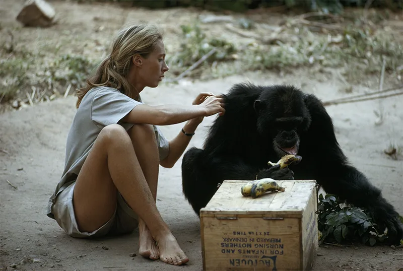O legado de Jane Goodall: a mulher que ensinou o mundo a ouvir os chimpanzés